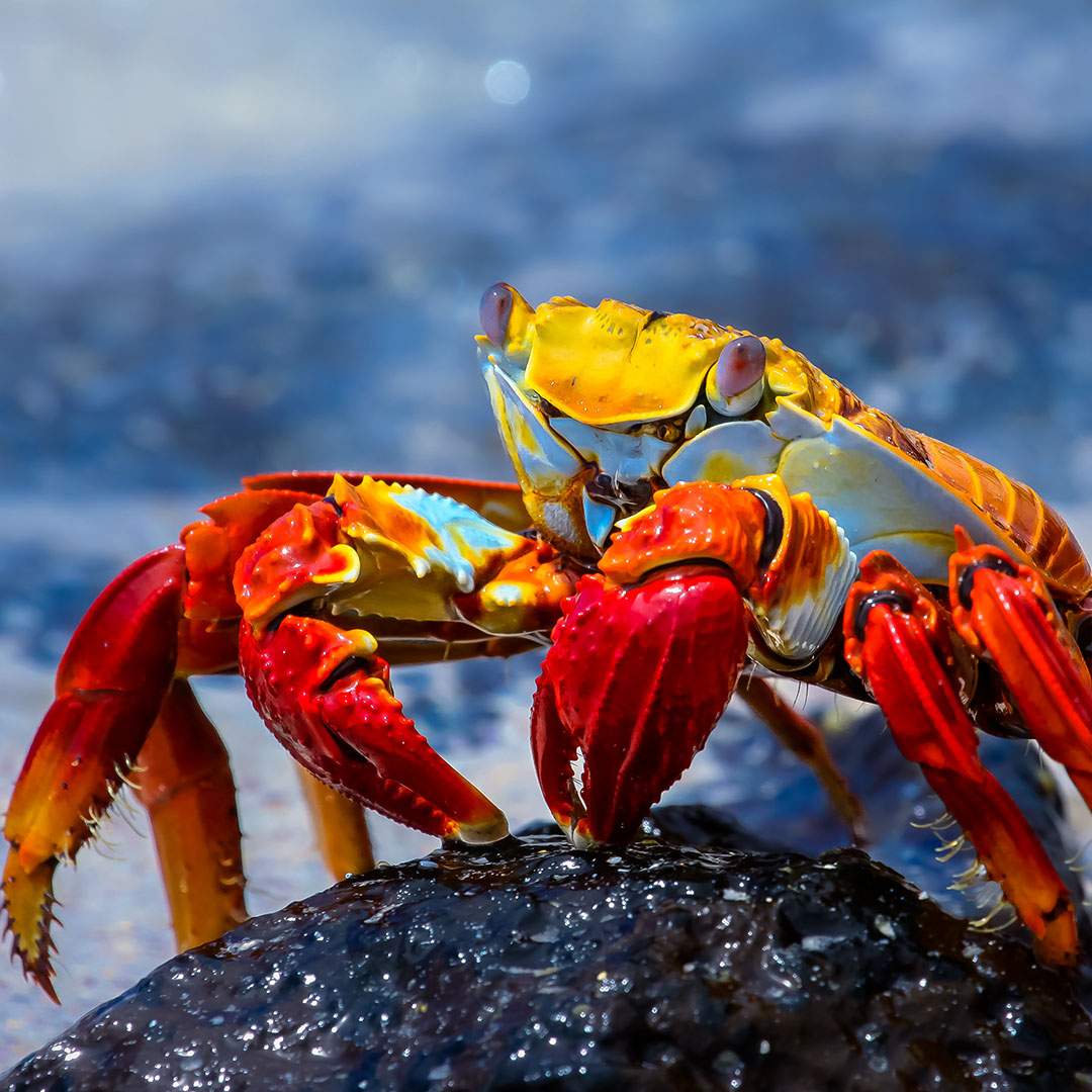 Galapagos Islands crab